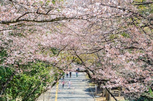 樱桃花盛开的向指已提到的人树在上面步行大街采用日本的椰子牛轧