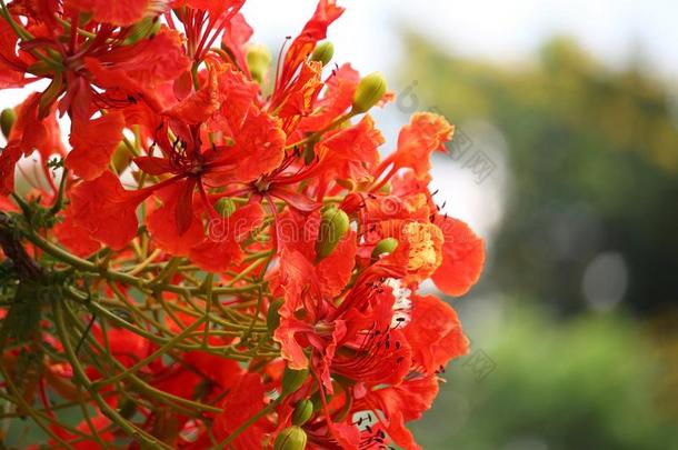 火焰树红色的颜色或孔雀花和绿色的叶子