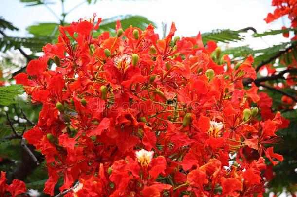 火焰树红色的颜色或孔雀花和绿色的叶子