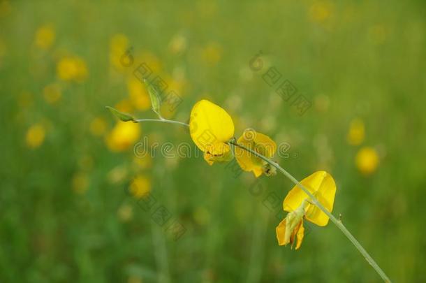 花豆花ing向背景豆花s.