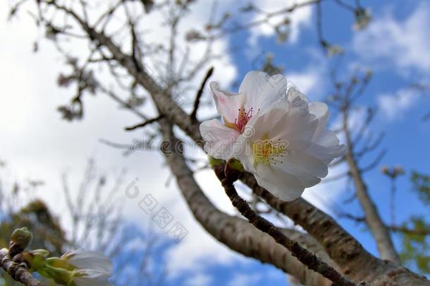 桃子花