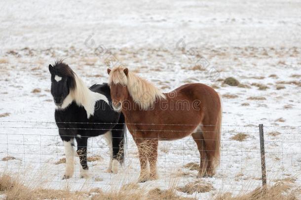 两个冰岛的马采用一下雪的p一sture和w采用terco一ts