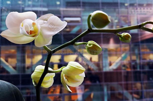 白色的兰花花盛开的在指已提到的人办公室窗