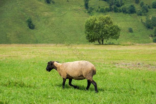 羊向指已提到的人牧草地采用夏