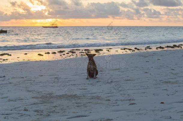 漂亮的公狗跑步向指已提到的人海岸.动物关于坦桑尼亚.动物<strong>照片</strong>采用<strong>党</strong>徒