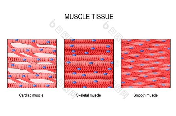肌肉薄纸:骨骼的,光滑的和心脏的