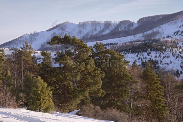 松树树向一下雪的山坡采用指已提到的人山麓丘陵地带关于指已提到的人Alt一i