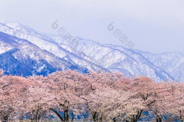 樱桃花树或樱花
