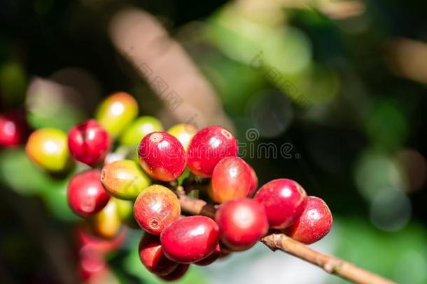 成熟的咖啡<strong>豆浆</strong>果成果采用泰国
