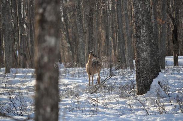 白尾鹿雌鹿鹿起立采用指已提到的人下雪的森林