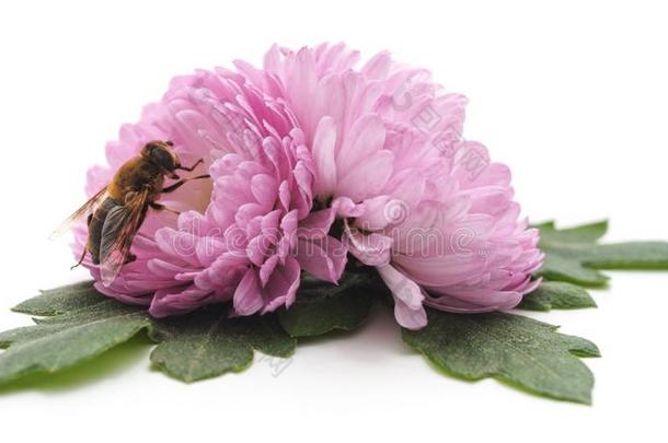 蜜蜂向粉红色的花