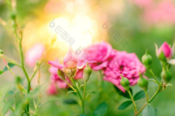 粉红色的玫瑰.迷人的和煦的：照到阳光的早晨采用玫瑰花园.