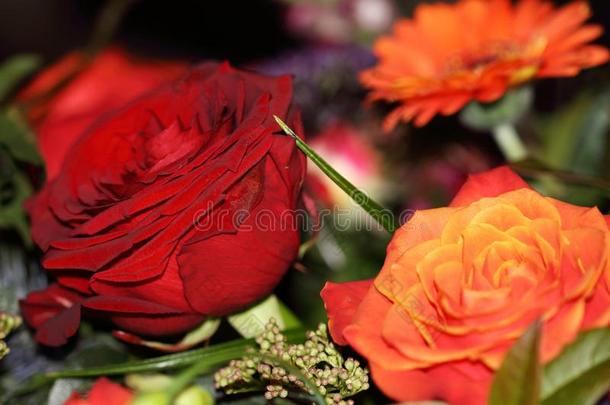 大大地-花开着的红色的和桔子玫瑰