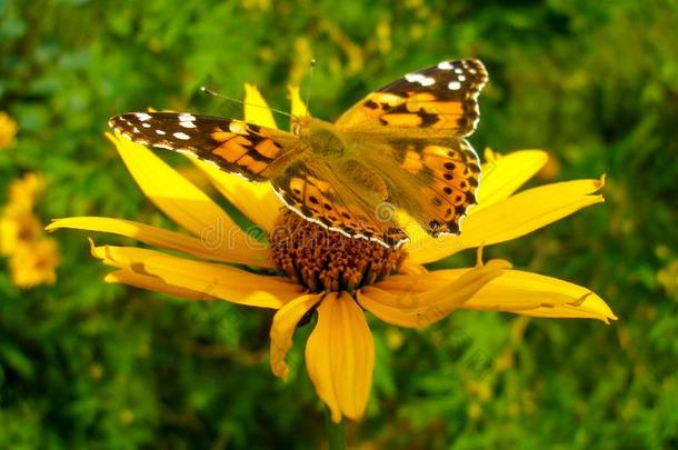 描画的女士蝴蝶向黄色的花
