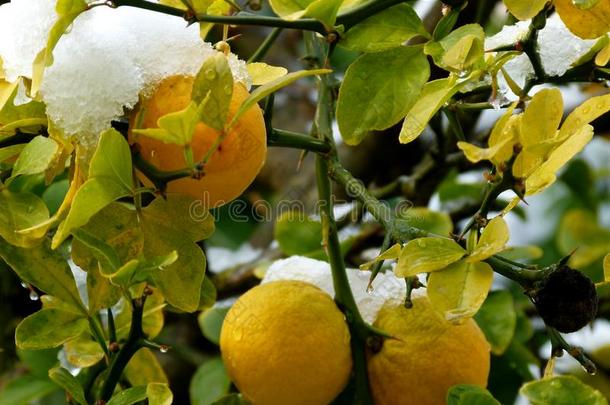 成熟的柠檬向树和雪盖