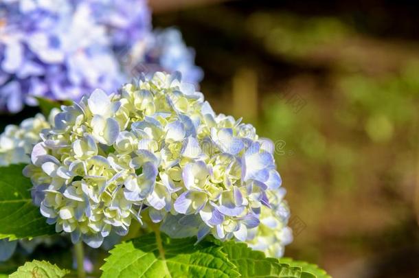 八仙花属大叶藻花