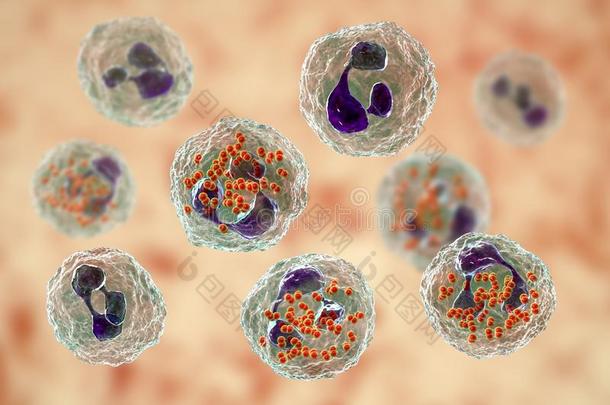 细菌奈瑟氏菌淋球菌里面的吞噬细胞