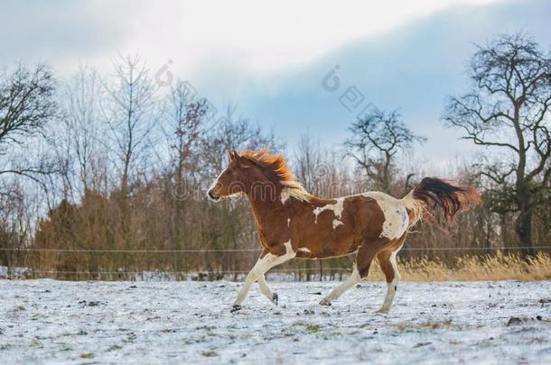 肖像关于栗子棕色的和白色的马<strong>飞驰</strong>的
