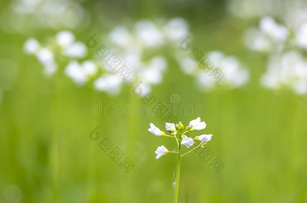 抽象的<strong>布谷</strong>鸟剪秋罗碎米荠属植物普拉特,抽象的制造尿道括约肌机能不全