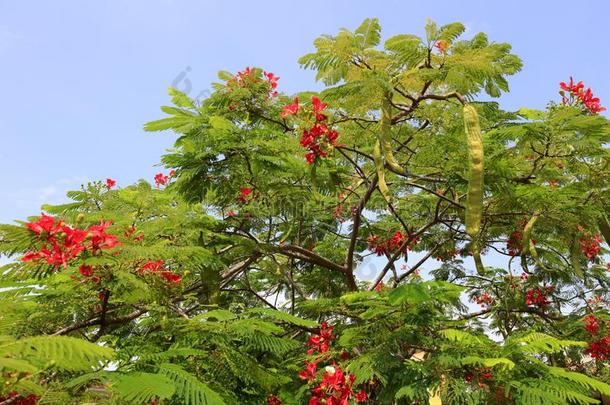 黄蝴蝶属植物花,风干土坯三原色红绿兰彩色值