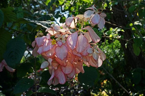 玉叶金花属菲律宾,植物物种采用指已提到的人家庭<strong>茜草</strong>科