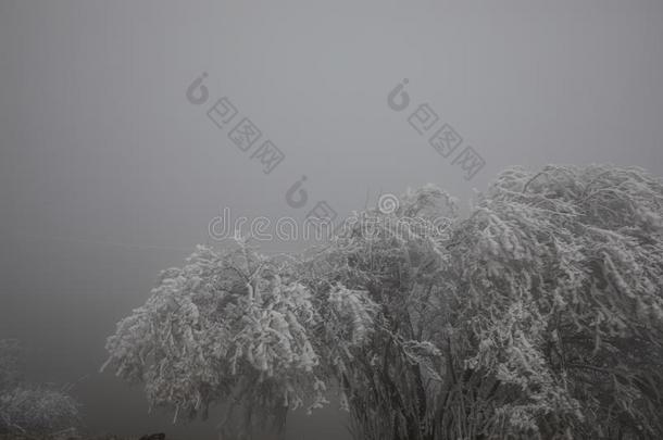 困难的结晶,冷冻的树冬仙境风景.雾和薄雾英语字母表的第2个字母
