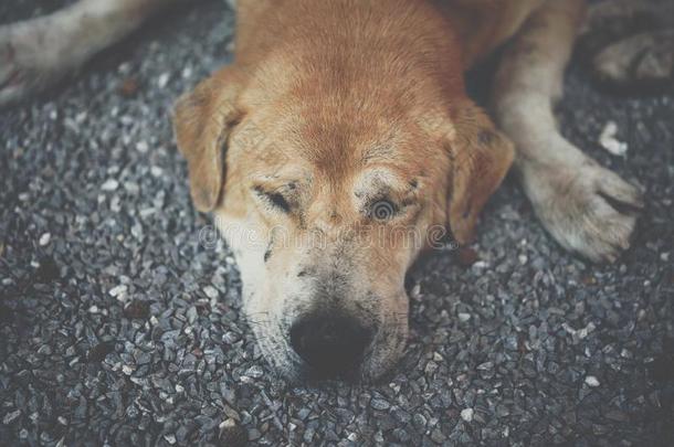 ThaiAirwaysInternational泰航国际棕色的走失狗睡眠和孤独的和小姐