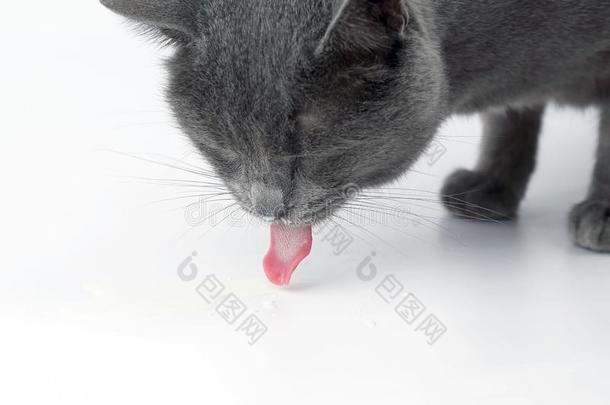 灰色猫和舌头绞死出局喝饮料奶向白色的后台