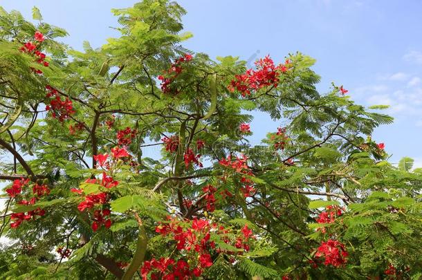 黄蝴蝶属植物花,风干土坯三原色红绿兰彩色值