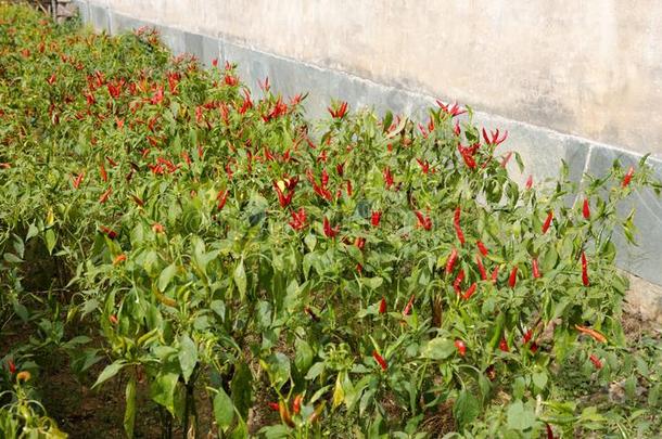 红色的胡椒田在旁边农舍,风干土坯三原色红绿兰彩色值