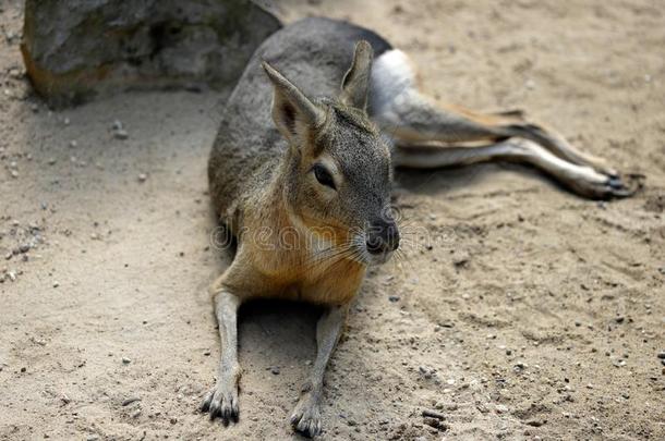满的身体关于大的南美南端地方的豚鼠巴塔哥尼亚野兔多利科蒂斯哺乳动物