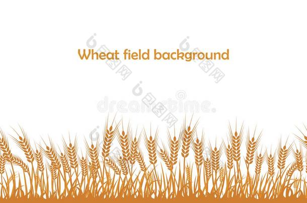 矢量轮廓关于小麦.小麦采用指已提到的人田向一<strong>白色</strong>的b一ckgr