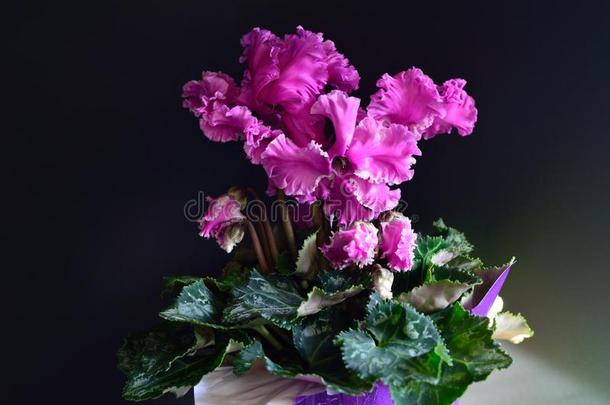 樱草属<strong>植物</strong>花紫色的和白色的边黑的背景