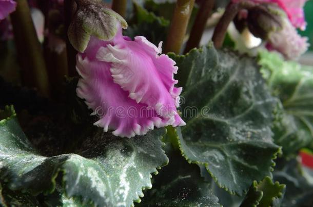 樱草属植物芽特写镜头紫色的和白色的边