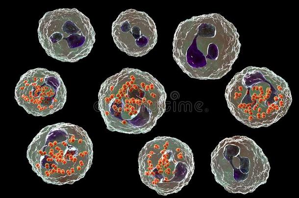 细菌奈瑟氏菌淋球菌里面的吞噬细胞
