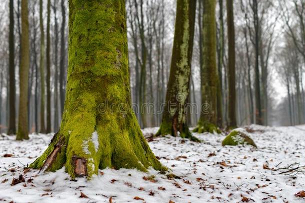 苔藓向一山毛榉树树干.每年落叶的树s大量的和雪
