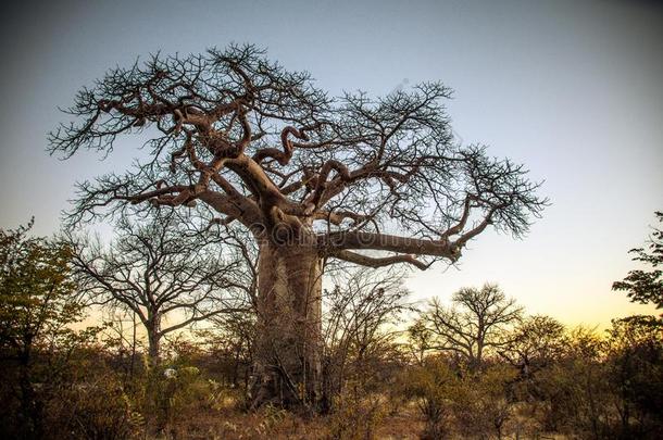 指已提到的人大的Baobob树关于非洲