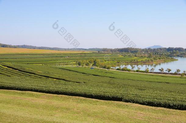 绿色的<strong>茶</strong>水农场和蓝色天背景.