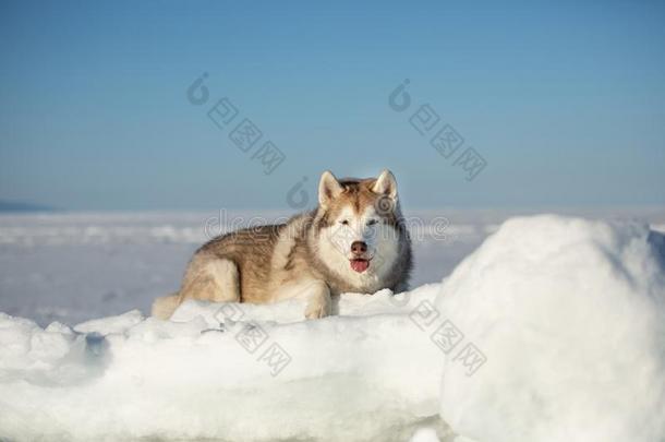 美丽的和自由的西伯利亚的嗓子哑的狗说谎向冰大浮冰和雪