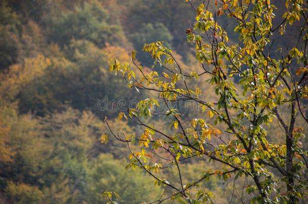 森林树采用秋.风景和微量关于暖和的光.另一<strong>方面</strong>