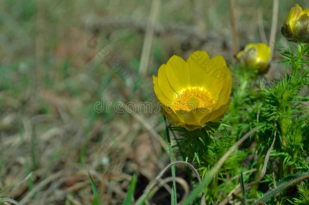 春季<strong>花</strong>.早的春季<strong>花</strong>采用指已提到的人田.复活<strong>节假日</strong>