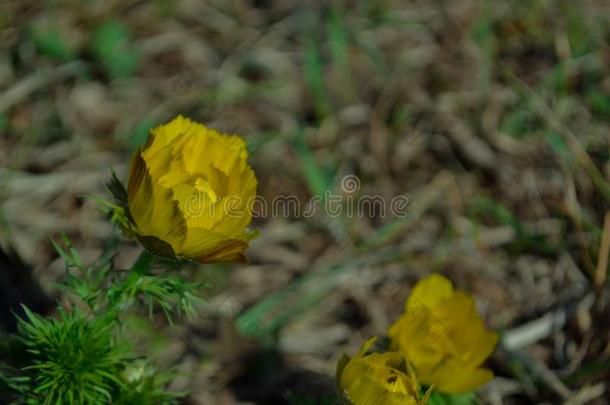 春季<strong>花</strong>.早的春季<strong>花</strong>采用指已提到的人田.复活<strong>节假日</strong>