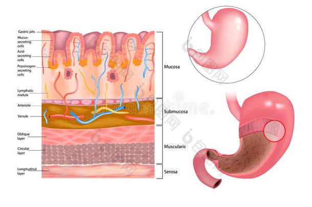 黏液的层采用指已提到的人胃