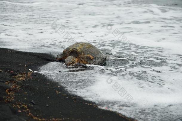 龟向指已提到的人黑的沙海滩关于美国夏威夷州大的岛