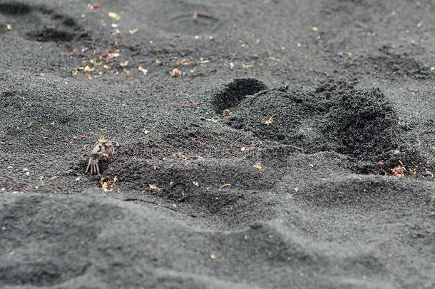 蟹向指已提到的人黑的火山的沙采用美国夏威夷州大的岛