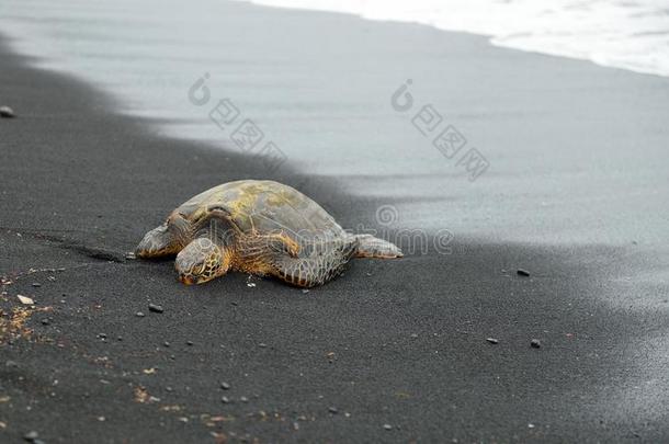 龟向指已提到的人黑的沙海滩关于美国夏威夷州大的岛