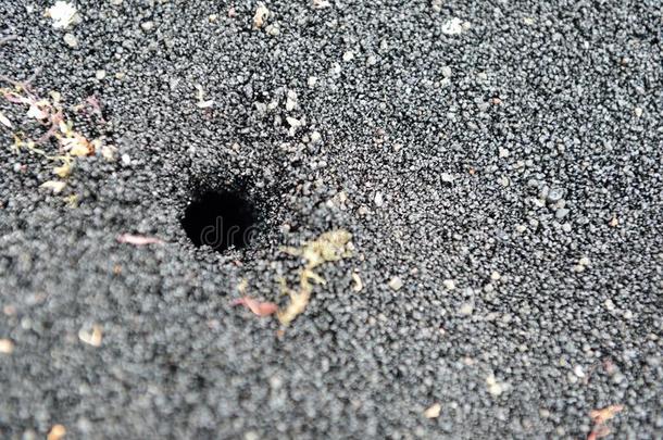 沙蟹洞采用黑的火山的沙采用美国夏威夷州大的岛