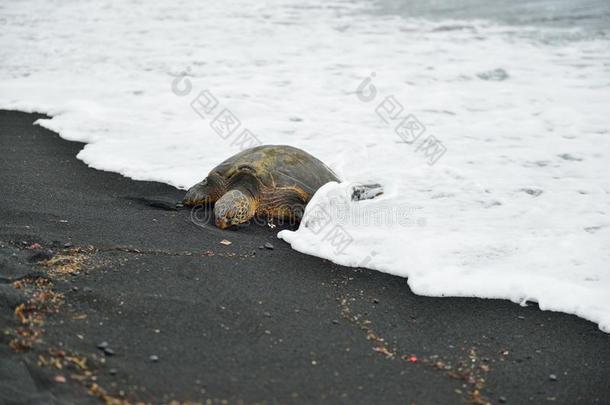 龟向指已提到的人黑的沙海滩关于美国夏威夷州大的岛