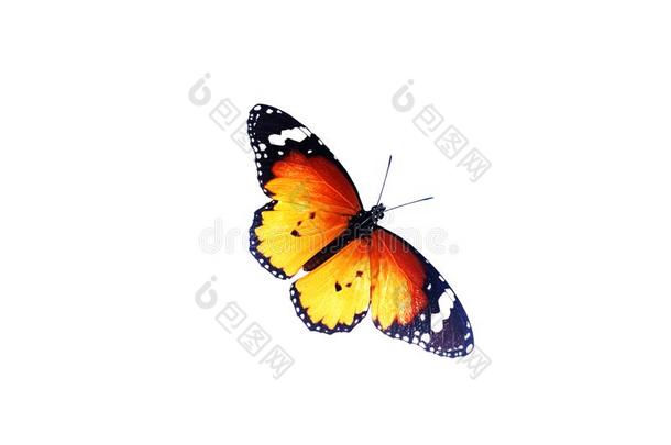 君主蝴蝶,隔离的向白色的背景.