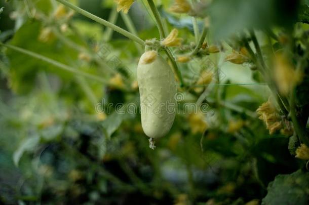 num.一白色的类型天使黄瓜向一床一m向g黄色的花.杂种